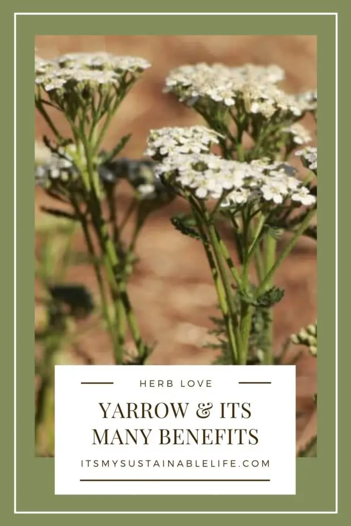 Yarrow And Its Many Uses pin for Pinterest