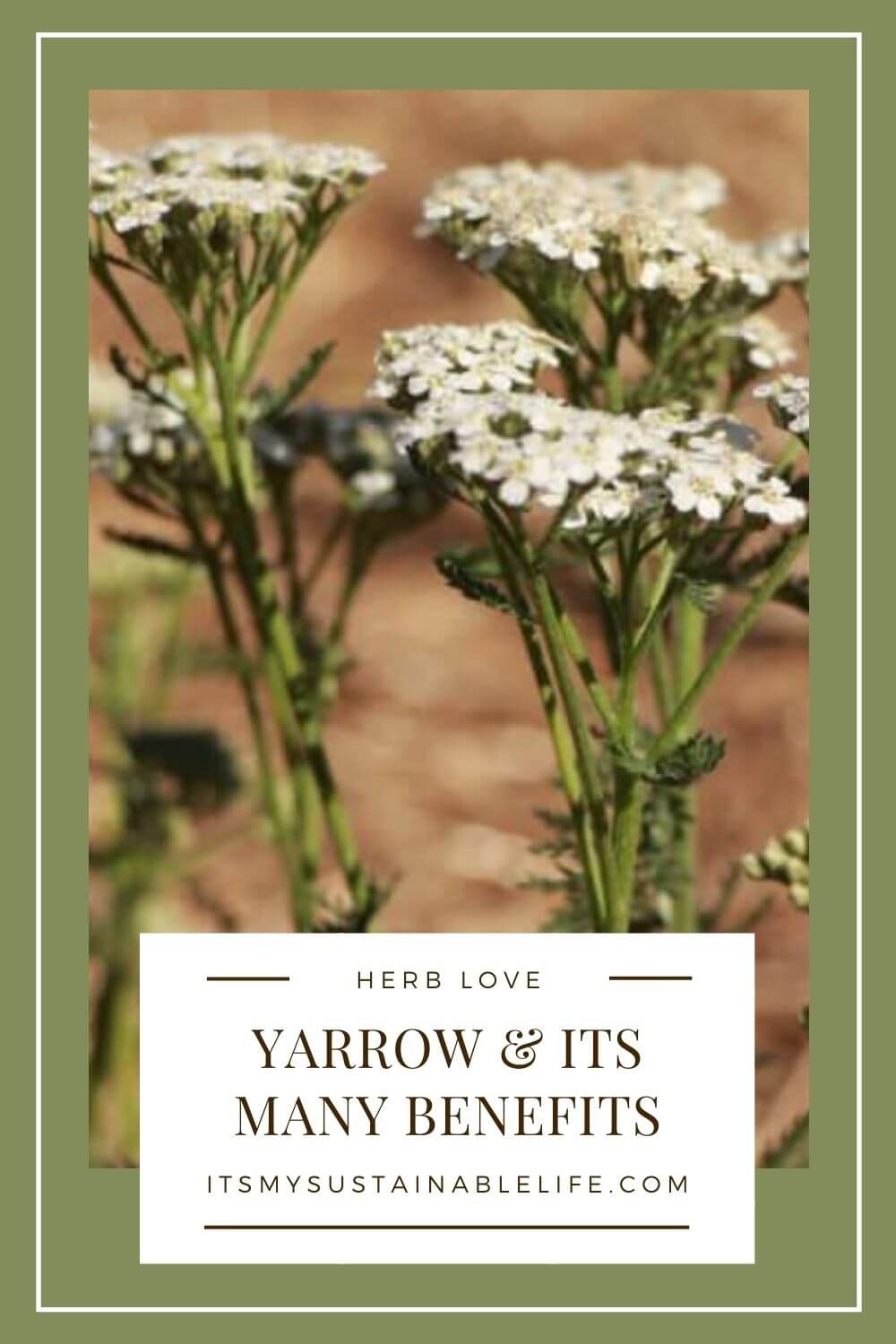 Yarrow & Its Many Uses