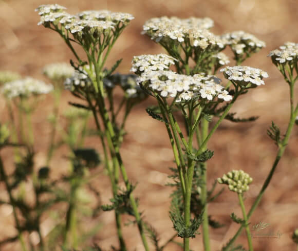 Yarrow And Its Many Uses image of flowering heads of yarrow