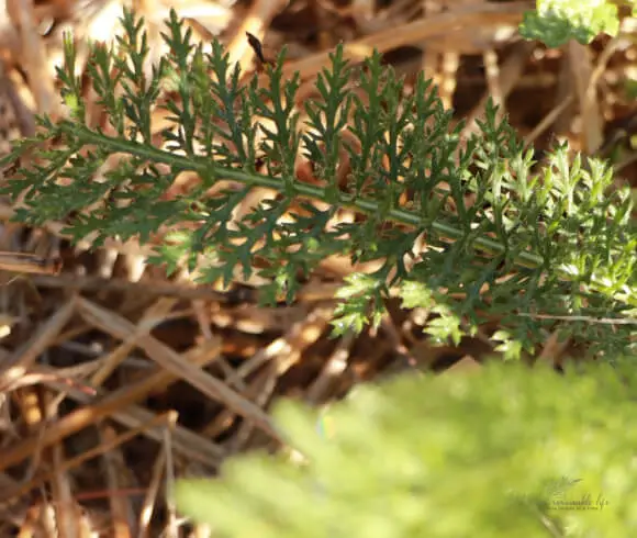 Yarrow And Its Many Uses closeup image of yarrows feathery leaflets