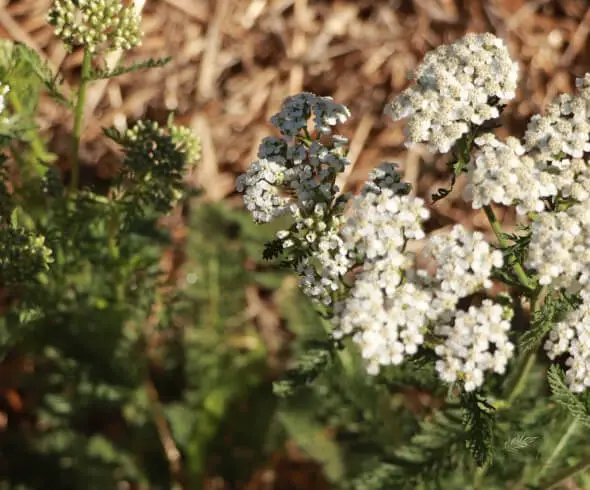 Yarrow And Its Many Uses image showing yarrow flowers, buds, and leaves