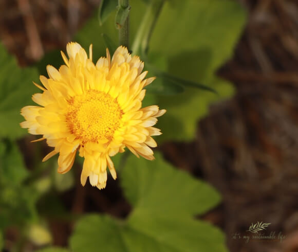 Calendula Flower Uses topview of all yellow flowerhead along with background of green leaf