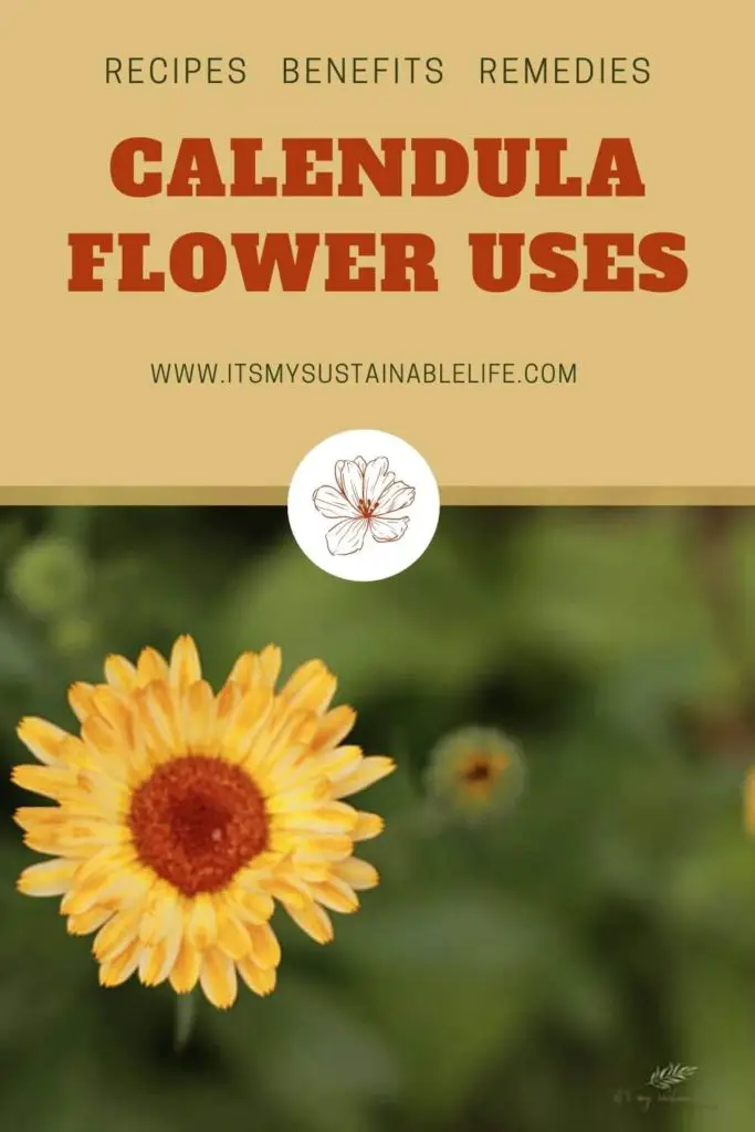 Calendula Flower Uses pin created for Pinterest