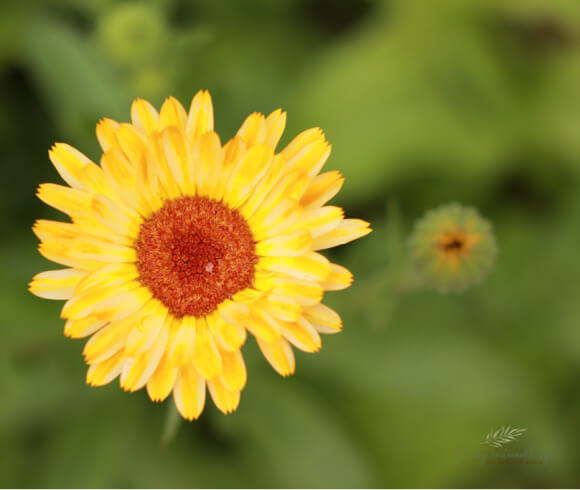 Calendula Flower Uses closeup image of topview of flower in full bloom