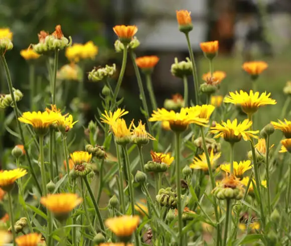 Calendula Flower Uses image showing many growing flowerheads in various stages of growth