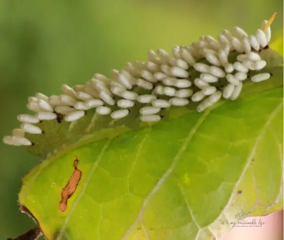 https://www.itsmysustainablelife.com/wp-content/uploads/2020/08/Homemade-Fly-Trap-1.jpg