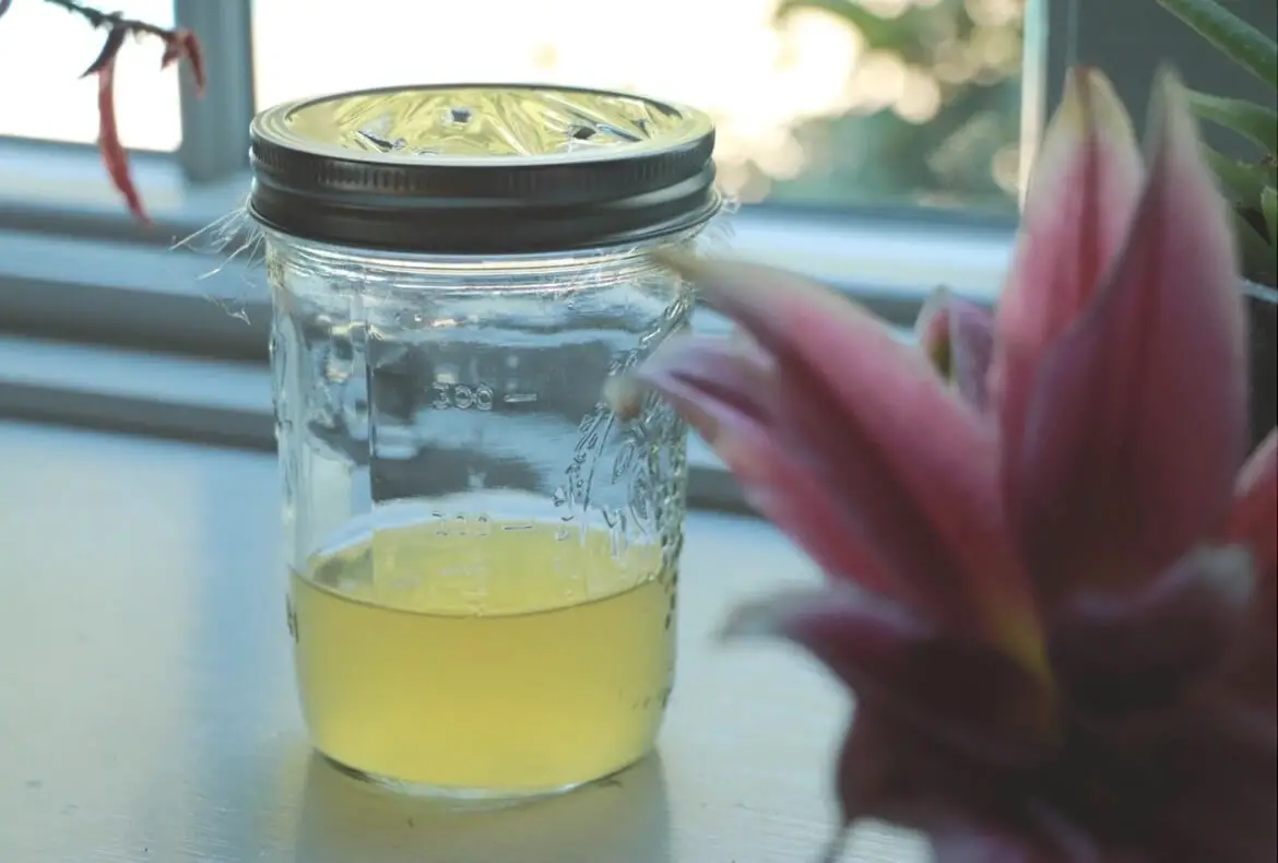 DIY Natural Fruit Fly Trap + Essential Oil Spray - Living Well Mom, Recipe