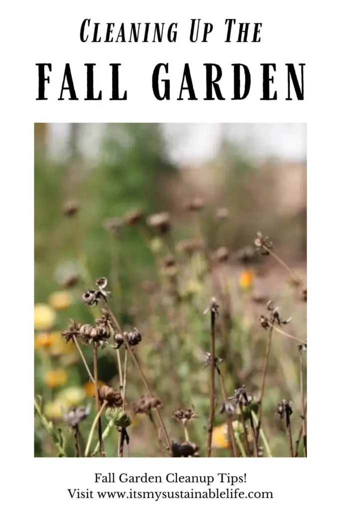 Fall Garden Chores pin made for Pinterest showing calendula dead seed heads in garden with flowering calendula in the background blurred