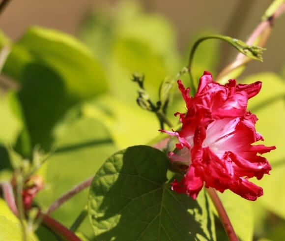 Fall Garden Chores closeup image of deep pink morning glory double flower with brilliant lime green leaves in background