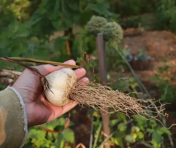 Fall Garden Chores image of hand holding large clove of garlic with blurred vegetable garden in background