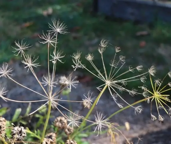 Fall Garden Chores image of spent dill seed head highlighted by light in the garden