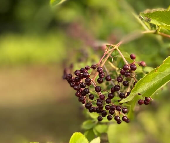 Gifts For Homesteaders image of ripe elderberry hanging on vine