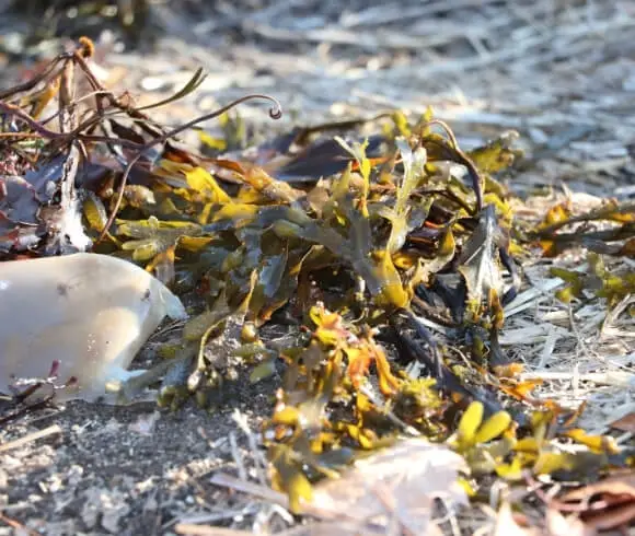 Using Seaweed In The Garden image of pile of seaweed layed on the garden bed