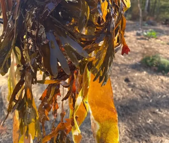 Using Seaweed In The Garden bunch of seaweed hanging with sun illuminating