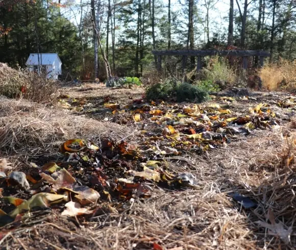 Using Seaweed In The Garden wide image of seaweed laying on garden beds