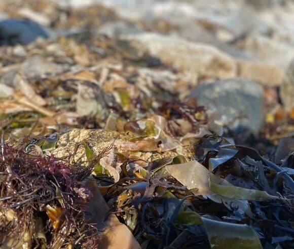 Using Seaweed In The Garden closeup image of seaweed on rock by the shoreline