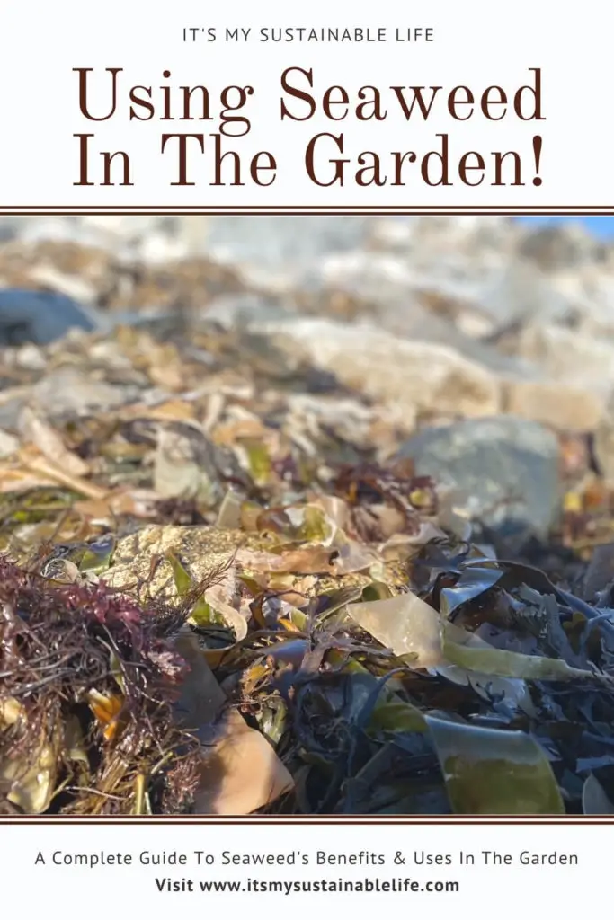 Using Seaweed In The Garden pin for pinterest with closeup image of seaweed on the rocks by the shore
