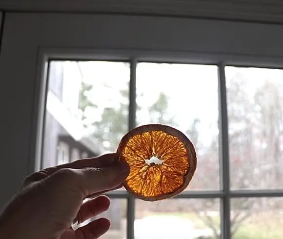 Celebrating Winter Solstice! The Folklore, Facts, And Fun image showing hand holding dried orange in front of window highlighting the coloring of the dried orange