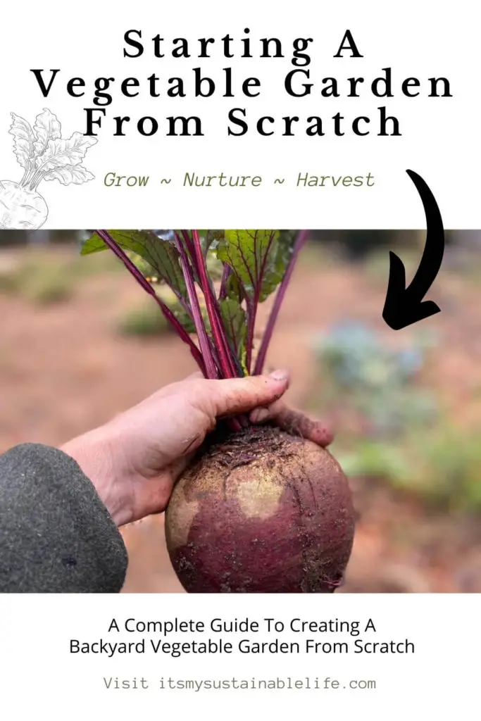 Starting A Vegetable Garden From Scratch pin made for Pinterest using a closeup of hand holding freshly harvested huge beet