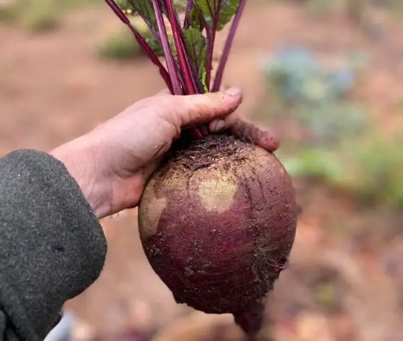 Starting A Vegetable Garden From Scratch image of hand holding very large purple beet freshly harvested from the garden