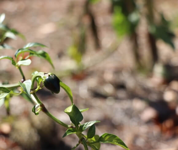 Starting A Vegetable Garden From Scratch closeup image of small jalapeno pepper with blurred background growing in the garden