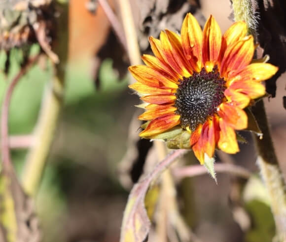 Starting A Vegetable Garden From Scratch close image of small sunflower with blurred background