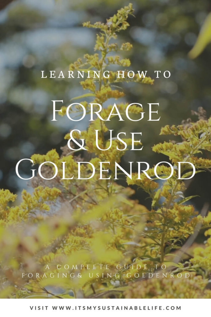 Foraging And Using Goldenrod pin made for Pinterest showing dark background photo of goldenrod in bloom