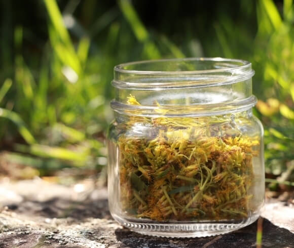 Foraging & Using Goldenrod image of flowers, stems, and leaves placed in a square small jar