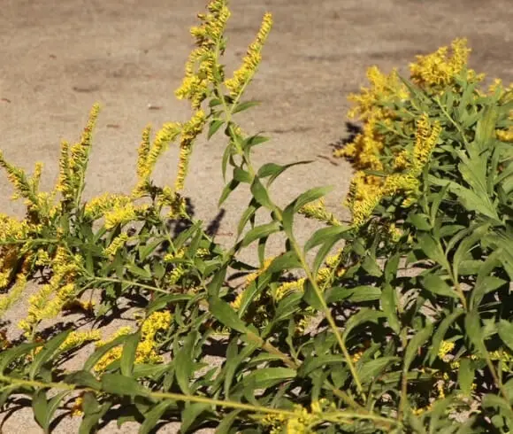 Foraging & Using Goldenrod image of cut stems of golden rod laying on stone