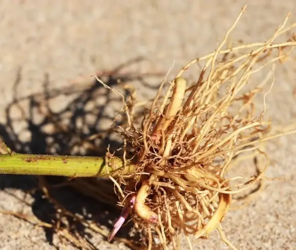 Foraging & Using Goldenrod image of the flowering herbs root system
