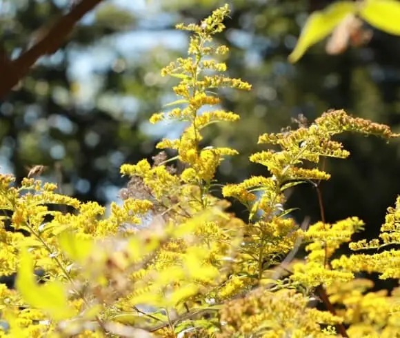 Foraging & Using Goldenrod image of flowering herb highlighted golden by the sun