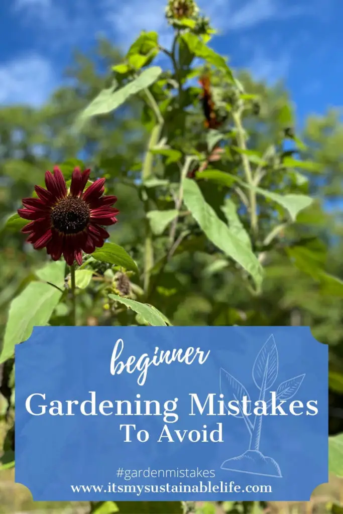 Beginner Gardening Mistakes To Avoid pin made for Pinterest showing beautiful deep burgundy sunflower with brillian blue sky above