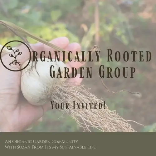 Organically Rooted Garden Group Image for facebook group showing hand holding large garlic bulb with roots