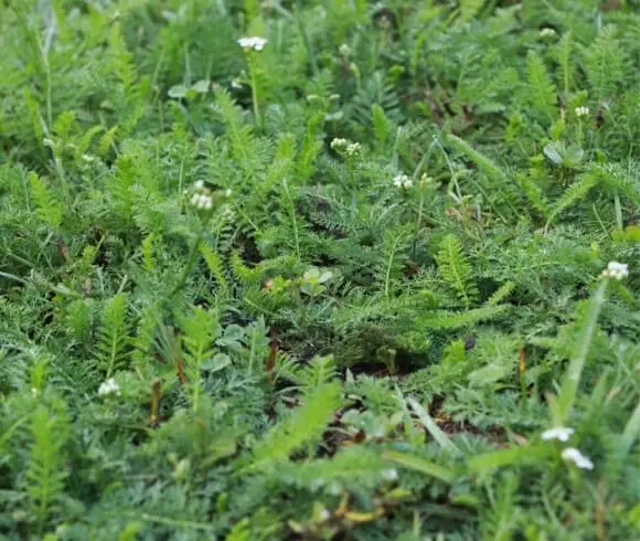 Top 10 Beginner Gardener Mistakes To Avoid image of patch of white yarrow growing wild
