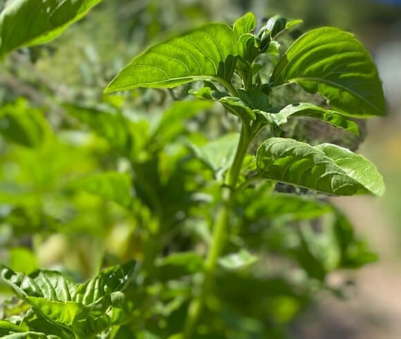 Top 10 Beginner Gardener Mistakes To Avoid closeup image of basil plant growing in the garden