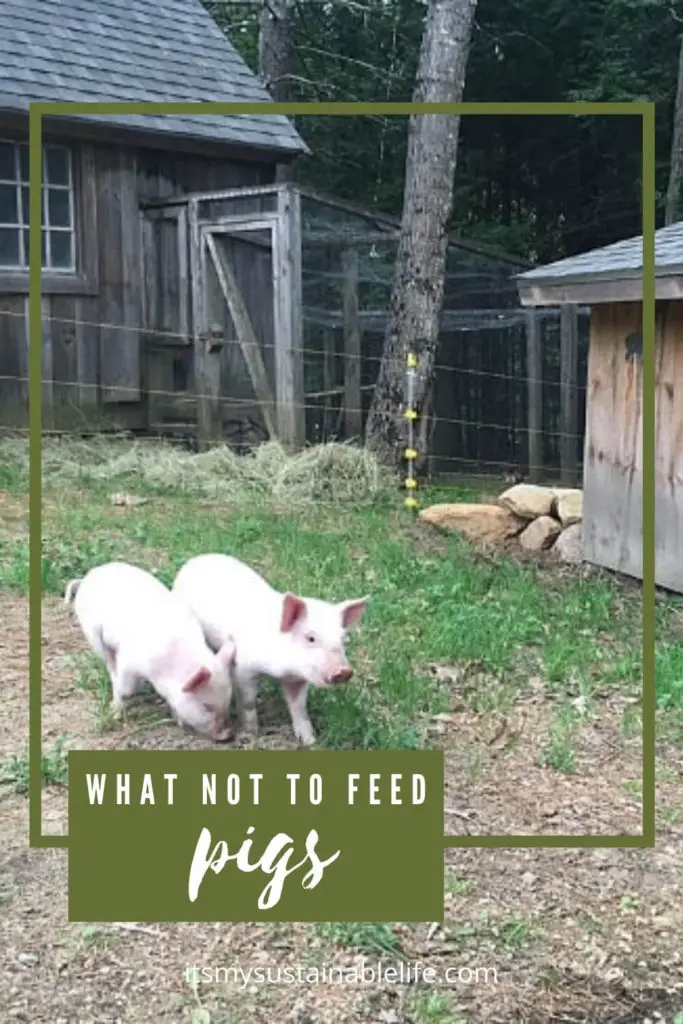 What Not To Feed Pigs image made for Pinterest showing two piglets in their pen walking side by side