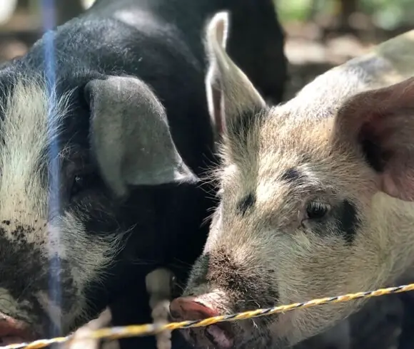 What To Not Feed Pigs Image of two pigs heads side by side highlighted beautifully by the sun