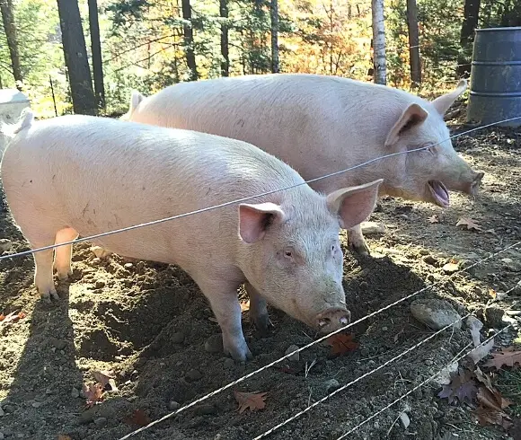 What To Not Feed Pigs image of two hogs side by side with one looking like it's laughing