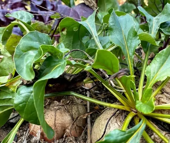 What Is Organic Gardening image showing closeup of 2 beets growing side by side in the garden