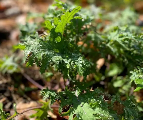 What Is Organic Gardening image showing closeup of kale growing in the garden with water drops on the leaves