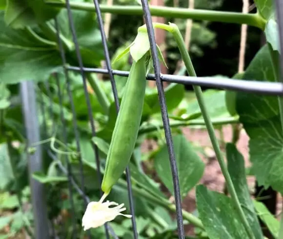 What Is Organic Gardening image showing closeup of snowpea growing on a trellis with flowerheads still attached