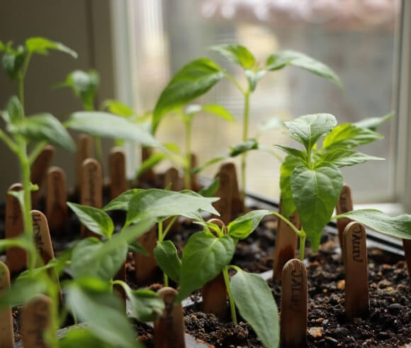 Growing Peppers From Seed image showing closeup of pepper seedlings growing in beautiful light