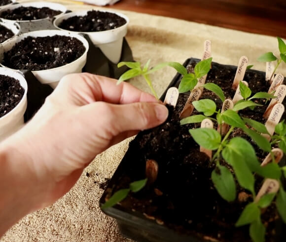 Growing Peppers From Seed image showing hand lifting out seedling transplant from growing cell