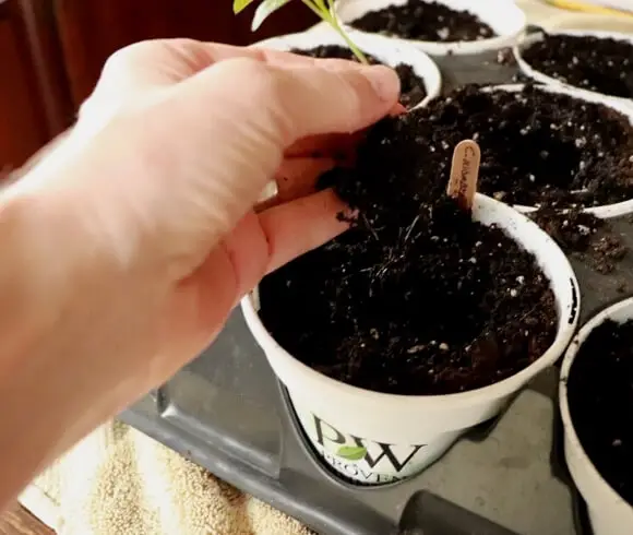 Growing Peppers From Seed image showing pot filled with soil and hand dropping seedling transplant into it