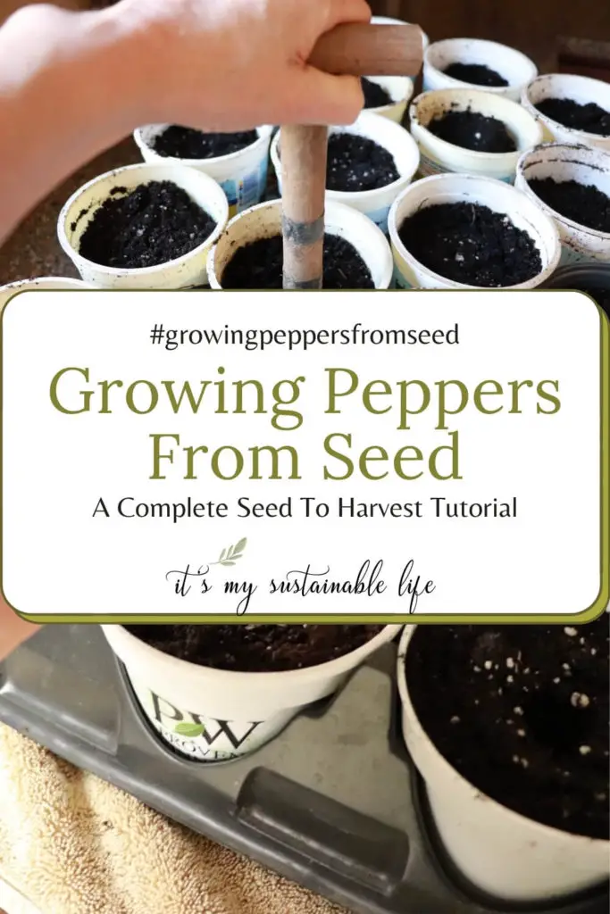 Growing Peppers From Seed pin for Pinterest showing holes being made in pots of soil