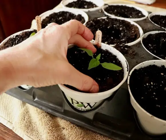 Growing Peppers From Seed image showing hand pinching dirt around transplanted pepper seedling