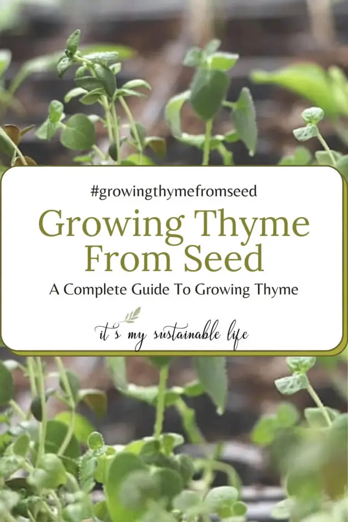Growing Thyme From Seed pin made for Pinterest showing closeup view of thyme plant with center description band