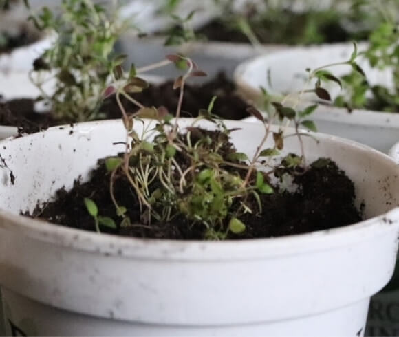 Growing Thyme From Seed image showing small thyme seedlings growing in white pots