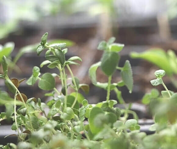 Growing Thyme From seed image showing closeup of fresh thyme plant leaves