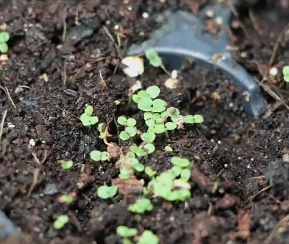 Growing Thyme From Seed image showing very small thyme seedlings just starting to sprout through the soil